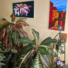 Image result for Croton