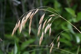 Image result for Bromus