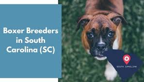 Puppies are a hot commodity and. 5 Boxer Breeders In South Carolina Sc Boxer Puppies For Sale Animalfate
