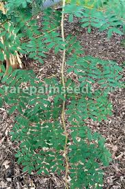 Image result for Caesalpinia ferrea