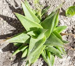 Cómo cura el aloe vera explica para qué sirven y cómo deben aplicarse los diferentes productos disponibles en el mercado elaborados con esta planta, así como la manera de hacer en casa geles, lociones y otros preparados. Que Cuidados Precisa El Aloe Vera Te Los Contamos Ingredientes Que Suman