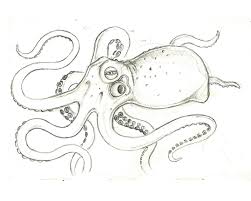 Sketch Of A Octopus Pencil Drawing Pencil Drawing Pencildrawing Octopus Kraken Mollusc Octopodia Johanondra Ocean Pencil Drawings Drawings Octopus