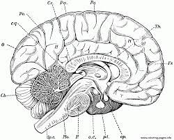 This collection includes mandalas, florals, and more. Brain Anatomy Coloring Pages Printable