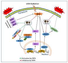 So, the best tip to save money when shopping online is to hunt for coupon codes of the store that you want to buy the product. Nutrients Free Full Text Protection Of Uvb Induced Photoaging By Fuzhuan Brick Tea Aqueous Extract Via Mapks Nrf2 Mediated Down Regulation Of Mmp 1 Html