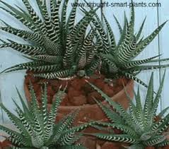 A cactus (plural cacti, cactuses, or less commonly, cactus) is a member of the plant family cactaceae, a family comprising about 127 genera with some 1750 known species of the order. Haworthia The Jewels Of The Succulent World
