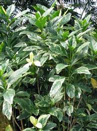 Image result for Pseuderanthemum ludovicianum