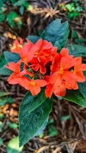 Image result for Crossandra fruticulosa