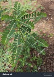 Image result for Phyllanthus amarus