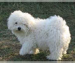 Browse thru our id verified puppy for sale listings to find your perfect puppy in your area. Bolognese Verified Dog Breeders In Indiana Usa Page 1 10 Per Page Puppyfinder Com