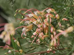 Image result for Grevillea biternata