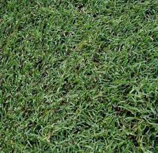 How To Plant Winter Ryegrass In The Desert Arizona Backyard Desert Landscaping Grass