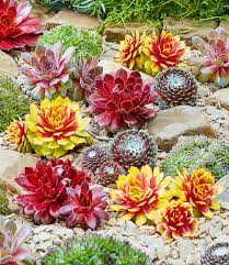 Sempervivum Mix Chick Charms 1a Pflanzen Baldur Garten