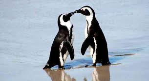 Animals of the country of south africa. Marine Big 5 Animals South Africa S Top Sea Life