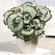 Van bourgondien is your source for flower bulbs & perennials at wholesale prices. Begonia Escargot Dobies