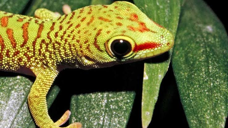 Gecko | National Geographic Kids