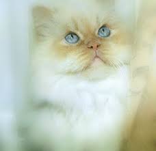 He is high maintenance and he. Persian Cat Pretty Cats Beautiful Cats Crazy Cats