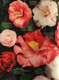Camellias Grow In Filtered Shade Use Azalea Fertilizer In The Spring And Prune After Bloom Azalea Fertilizer Azaleas Garden Inspiration