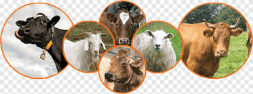 Kata kata lucu hewan qurban dp bbm jomblo via surgadpbbm.blogspot.com kelinci sapi rusa kartun hewan canvas art print poster dinding via id.aliexpress.com ivanildosantos foto sapi lucu via ivanildosantos.blogspot.com top gambar lucu kartun sapi gambar meme via 1001memelucu.blogspot.com 100 pieces set kartun plastik model hewan ternak sapi domba kuda via id.aliexpress.com top gambar kartun lucu. Kurban Png Images Pngegg