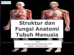 We did not find results for: Struktur Dan Fungsi Anatomi Tubuh Manusia Youtube
