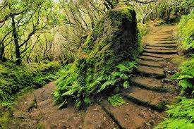 Anaga Natural Park In 2020 Tenerife Glamping Resorts Canary Islands