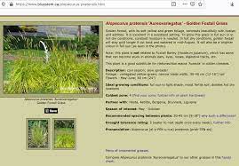 Pin By Red Brickbuilding On Good Lookin Plants Foxtail Grass Hostas Foliage