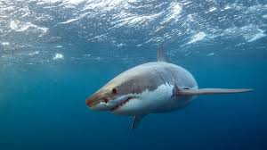 The nova scotia had been ferrying back and forth from durban up the east coast of africa to the suez canal. Great White Shark Confirmed In Area Near Fatal Maine Attack Newscentermaine Com