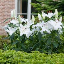 Casa Blanca Oriental Night Blooming Flowers Lily Garden Outdoor Flowers