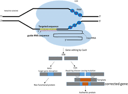 A Broad Application Of Crispr Cas9 In Infectious Diseases Of Central Nervous System Springerlink