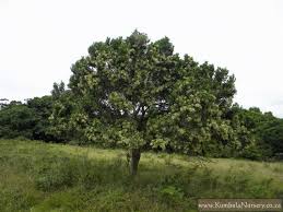 Image result for Apodytes dimidiata