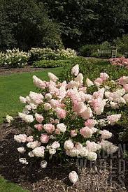 Image result for hydrangea paniculata vanille fraise