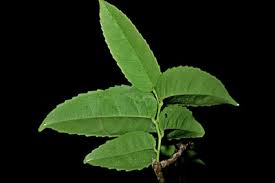 Image result for Homalium