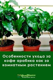 домашних условиях комнатные цветы фото и названия и уход за ними Pin Na Doske Poleznoe O Komnatnyh Rasteniyah