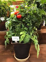 Vegetalis Posts Facebook