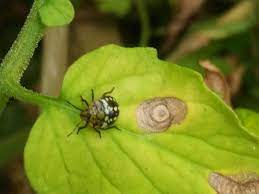 En prélevant les punaises adultes pour les écraser. Punaise De Jardin Comment L Eloigner Naturellement