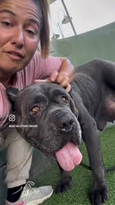 Everything Pets In SCV (The Real Original One)