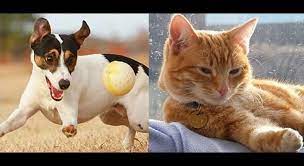 It's a great responsibility, and i'm very happy that you and your husband are ready to take this step. Dog Diary Vs A Cat Diary Life With Cats