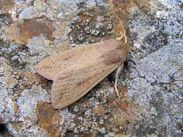 Image result for Photedes fluxa