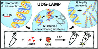 Listen to the best udg shows. Simultaneous Elimination Of Carryover Contamination And Detection Of Dna With Uracil Dna Glycosylase Supplemented Loop Mediated Isothermal Amplification Udg Lamp Chemical Communications Rsc Publishing
