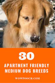 Pin By Olivia On Time For A Doggo Dog Breeds Medium Dog Breeds That Dont Shed Dog Breeds