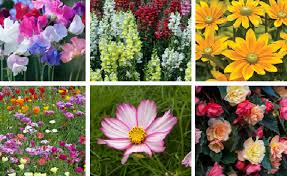 Because there are many names for a plant, i try the best to use the most common name. Top 10 Summer Bedding Flower Plants Your Info Master