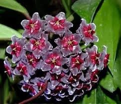 Pin On Flowers And Orchids