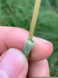 Image result for Elionurus tripsacoides