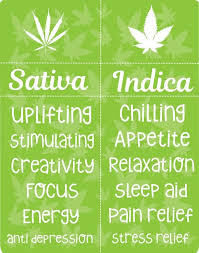 Indica Vs Sativa Doesnt Even Matter