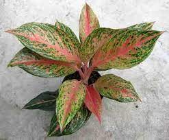 Zz plants have many favorable traits aside from having attractive dark green leaves. Aglomena Pink Low Light Plant With Dusting Of Pink On The Leaves Plants Pink Plant Low Light Plants