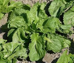 Maybe you would like to learn more about one of these? Escarole Wiktionary