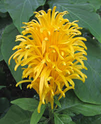 Image result for Justicia aurea