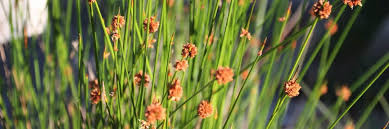 Image result for Ficinia