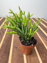 Image result for Rhipsalis