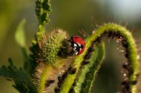 Get great deals on ebay! Genres Ble What Are Beneficial Species