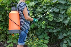 A word of warning, however: How To Make And Use Comfrey Tea Fertilizer Gardener S Path